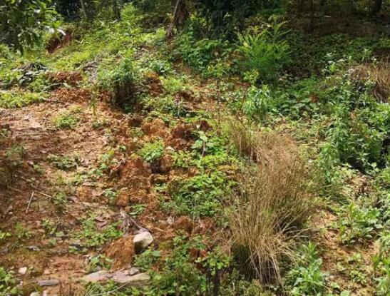 地災監(jiān)測云平臺成功預警